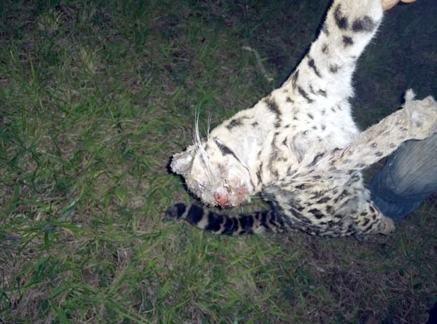 Gato-maracajá é encontrado morto em Sertão